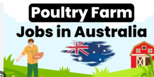Poultry Farm Jobs in Australia 2025 – Visa Sponsorship