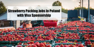 Strawberry Packing Jobs in Poland With Visa Sponsorship